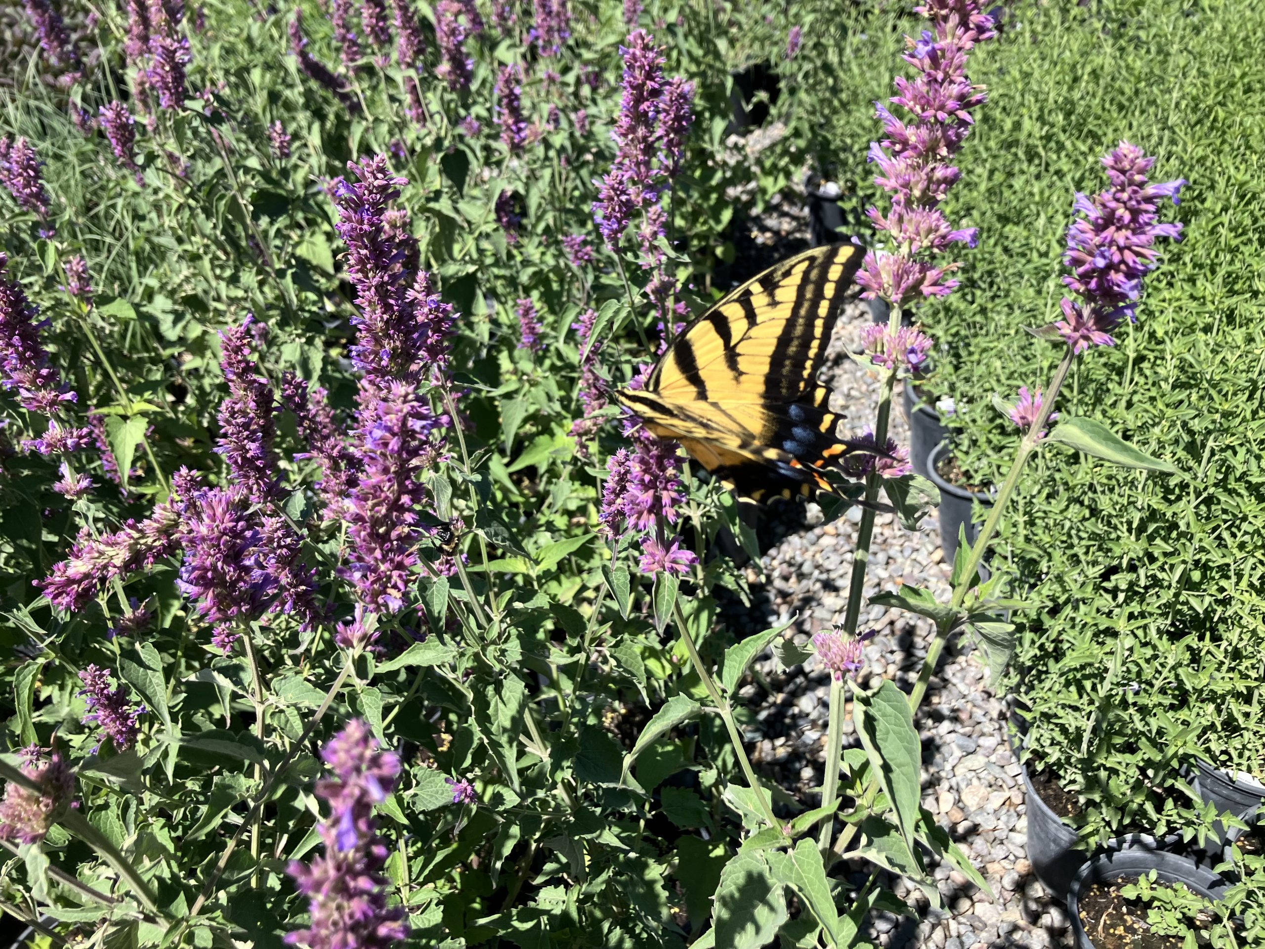 June 2024 – seeds on the breeze